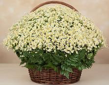 Цветочная композиция из Ромашки в корзине #REPLACE_PRED# Солнечном Ханты-Мансийского АО