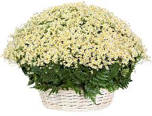 Цветочная композиция из Ромашки в корзине #REPLACE_PRED# Солнечном Ханты-Мансийского АО